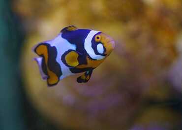 Aquarium de Touraine