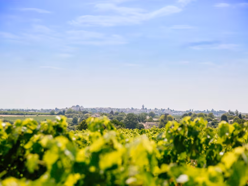 Vignoble du côté de Barbezieux