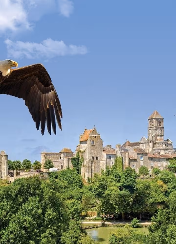 Aigles au dessus de Chauvigny